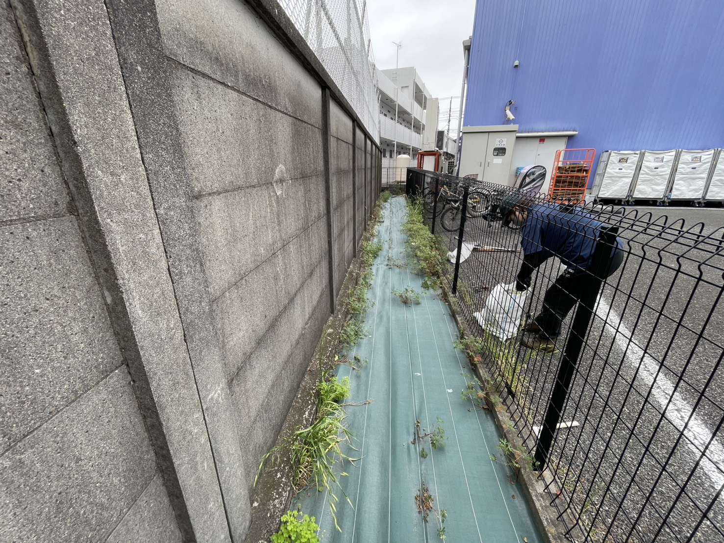 西東京市住吉町　草刈り・除草剤撒き前