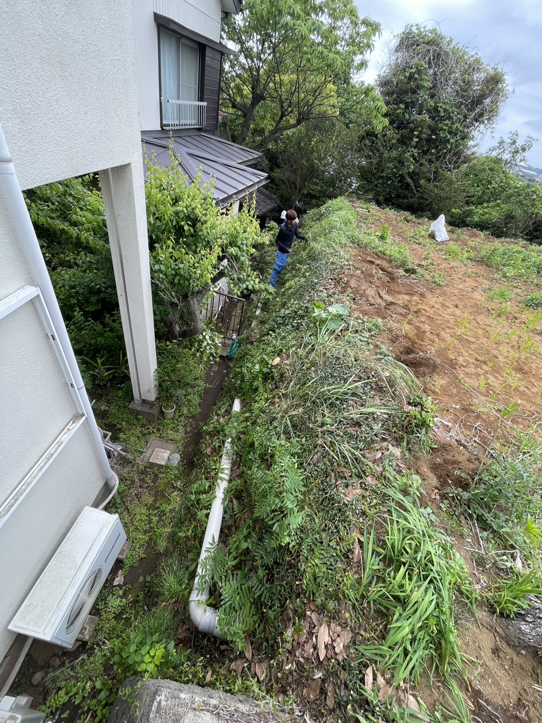 草刈り前